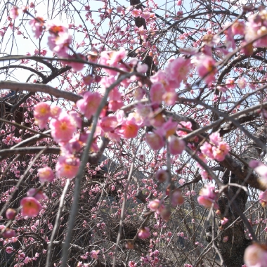 R0010105.JPG