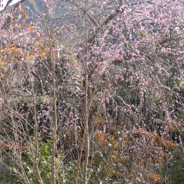 R0010177.JPG